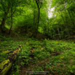 Tutela della natura e della biodiversità nel Parco Nazionale delle Foreste Casentinesi